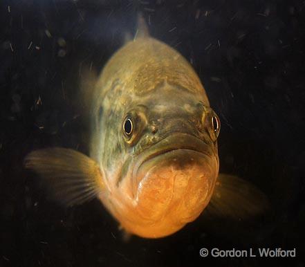 Fish Face_46833.jpg - Photographed near Grenada, Mississippi, USA.